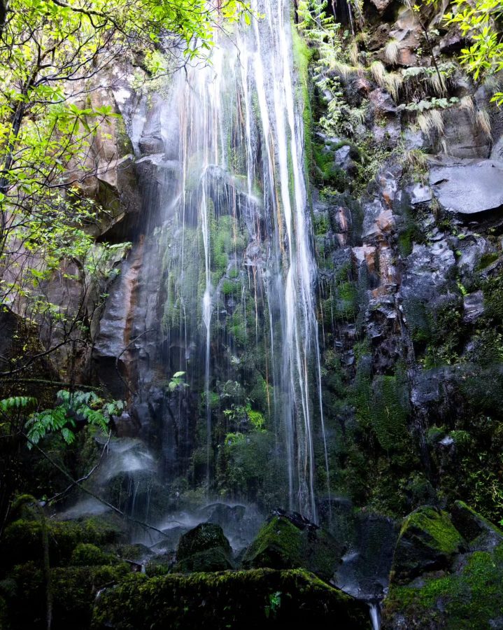 PR 14 - Levada dos Cedros