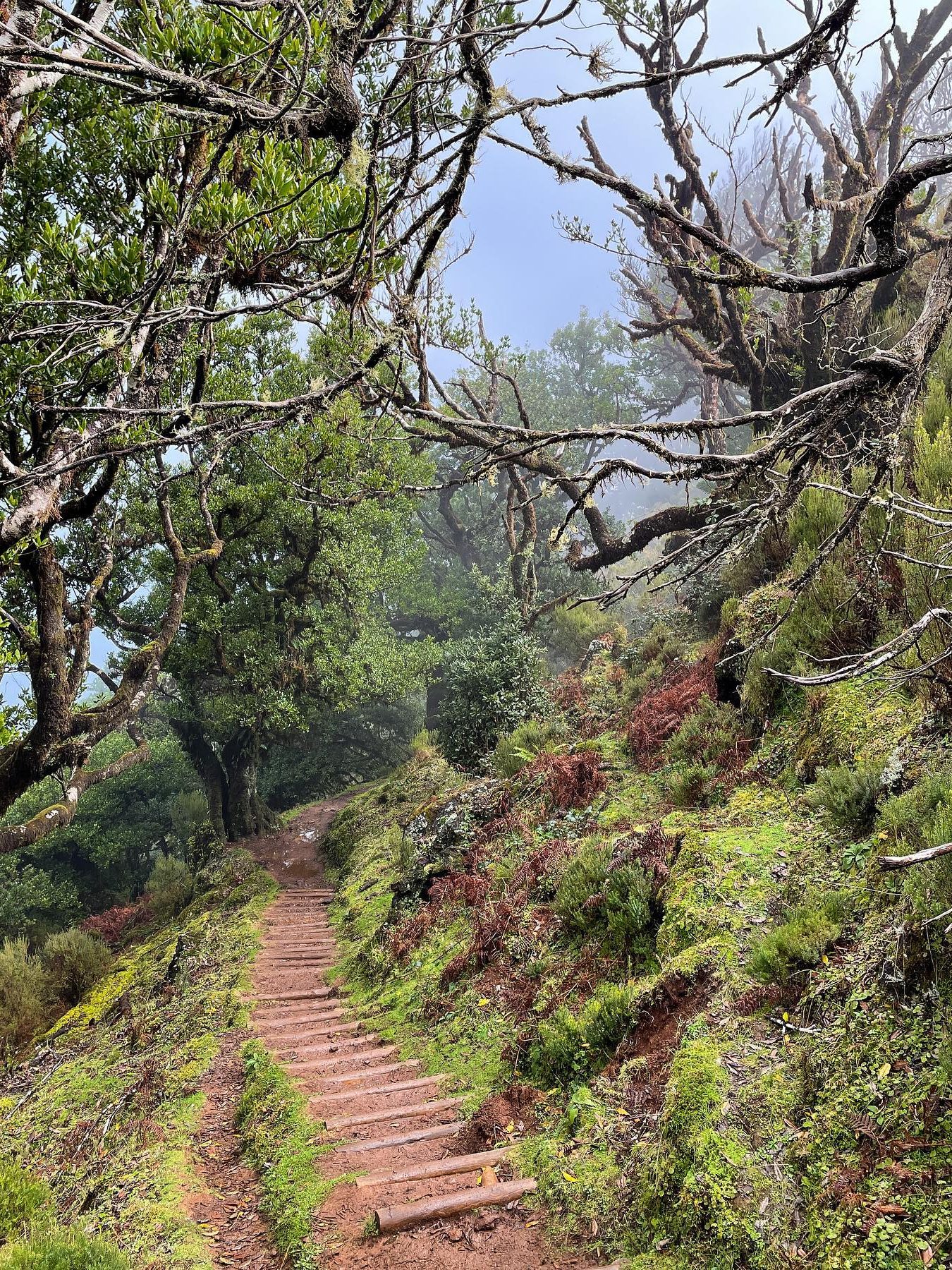 Vereda do Fanal madeira fanal forest