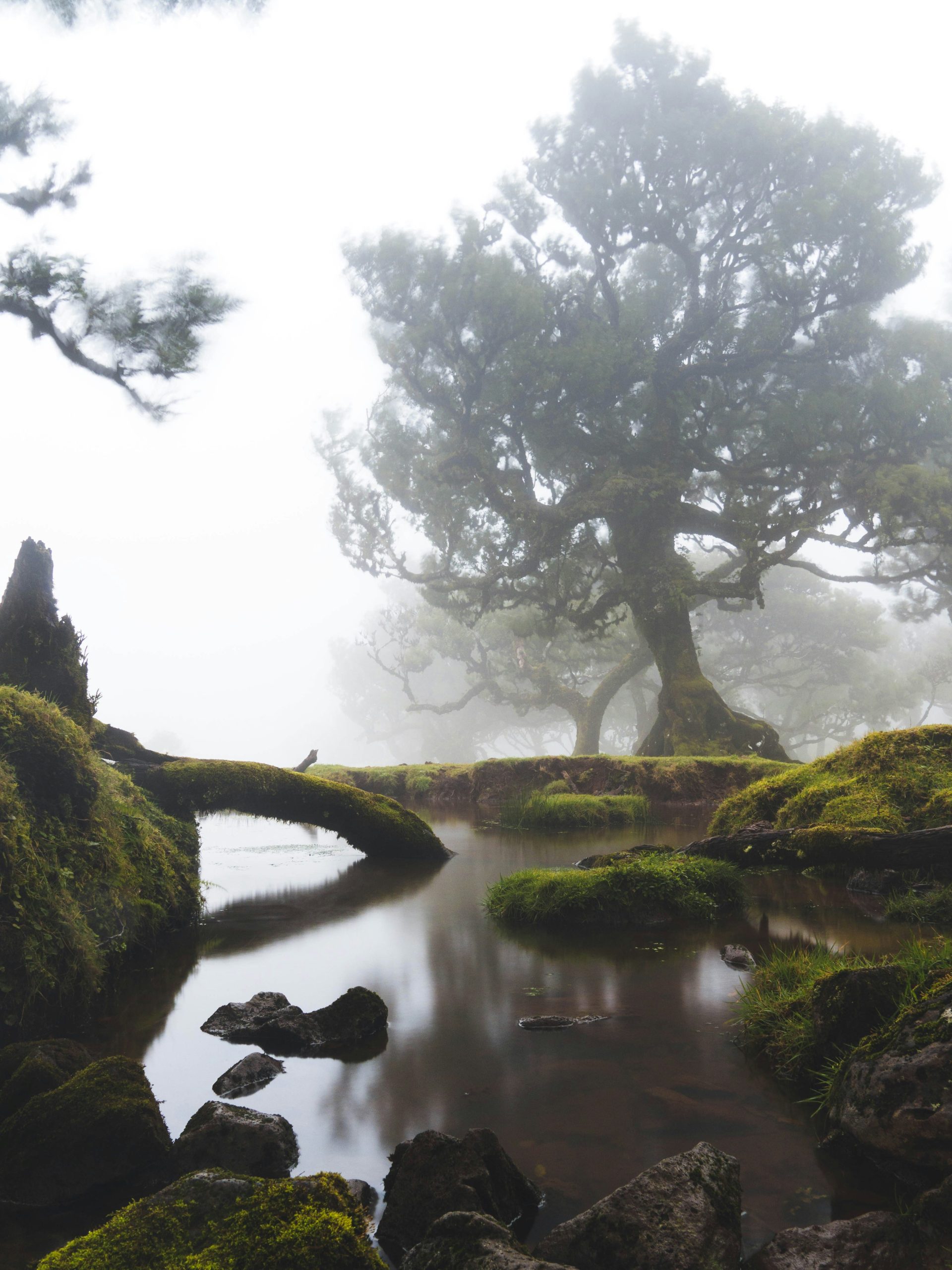 fanal forest madeira