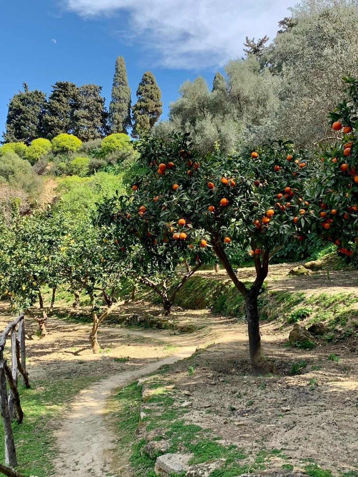 Valle dei Templi bezoeken op Sicilië | Tips & tickets