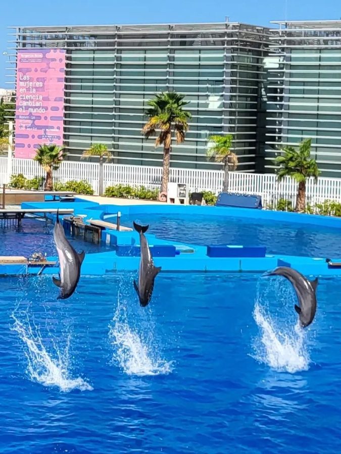 dolfinarium in valencia oceanografic