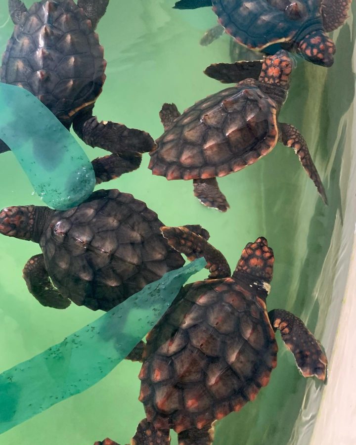 opgevangen schildpadden in het aquarium van valencia