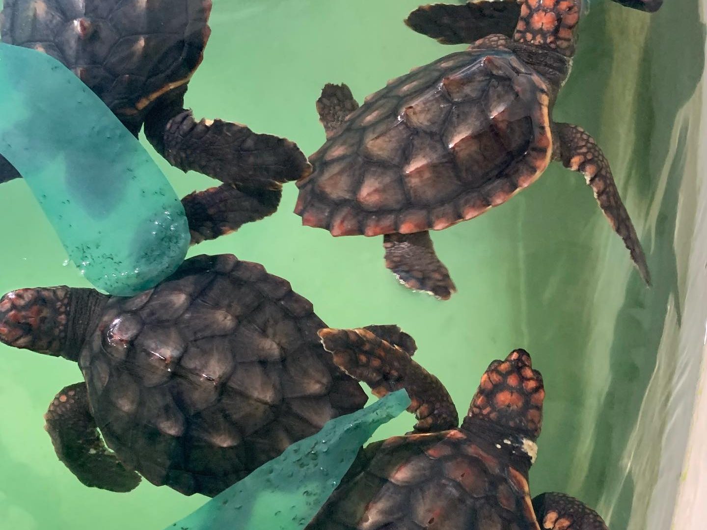 opgevangen schildpadden in het aquarium van valencia