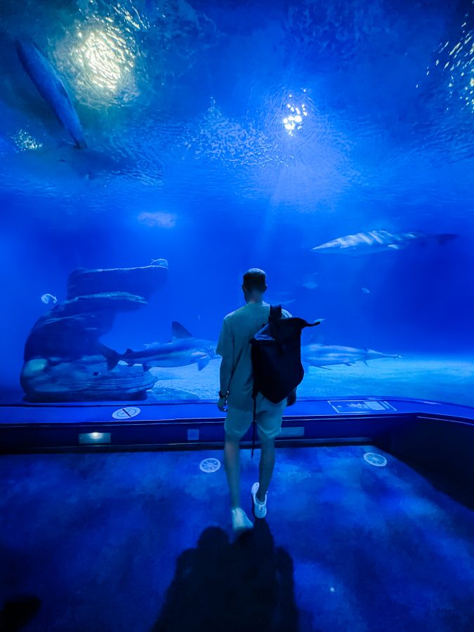 Oceanogràfic in Valencia