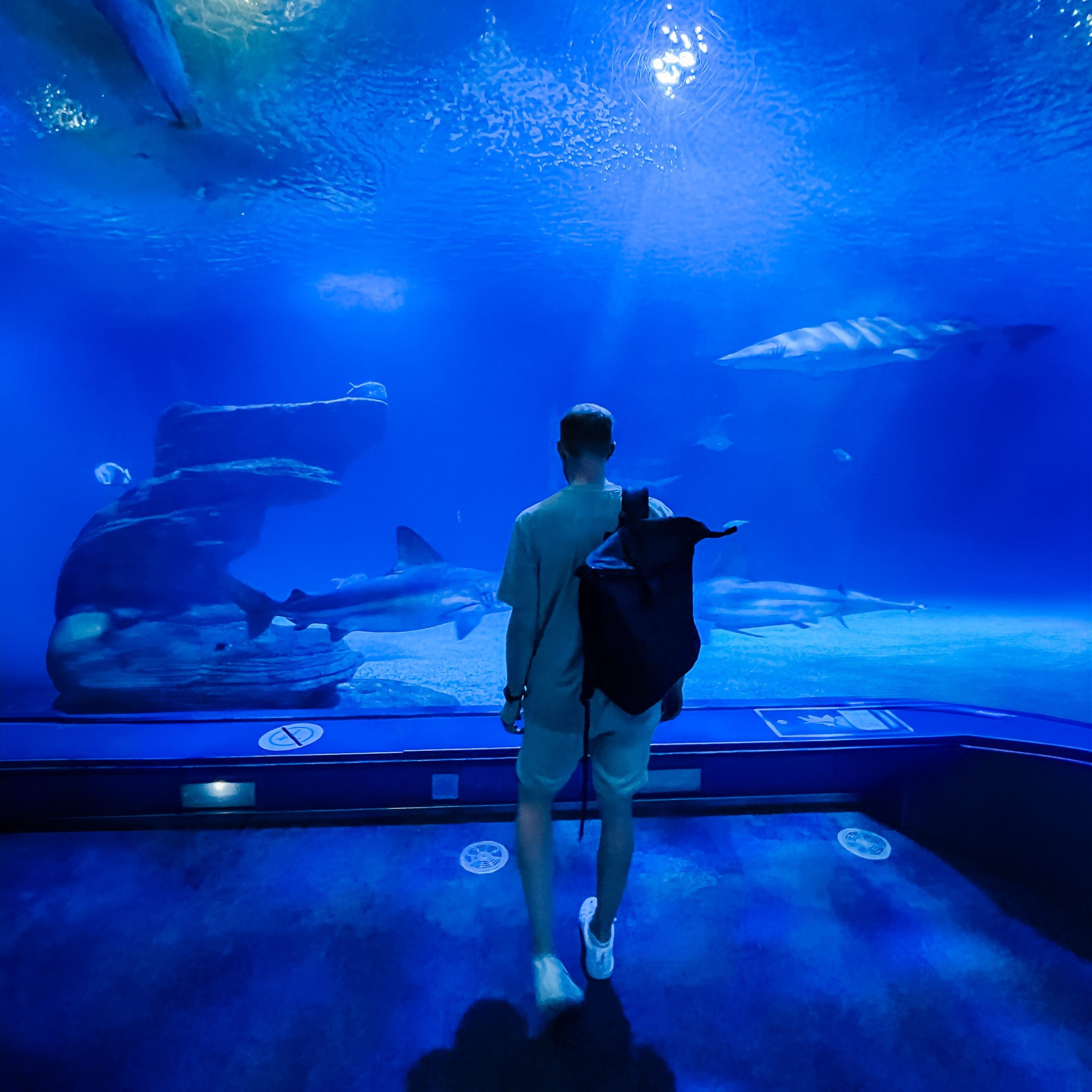 Oceanogràfic in Valencia