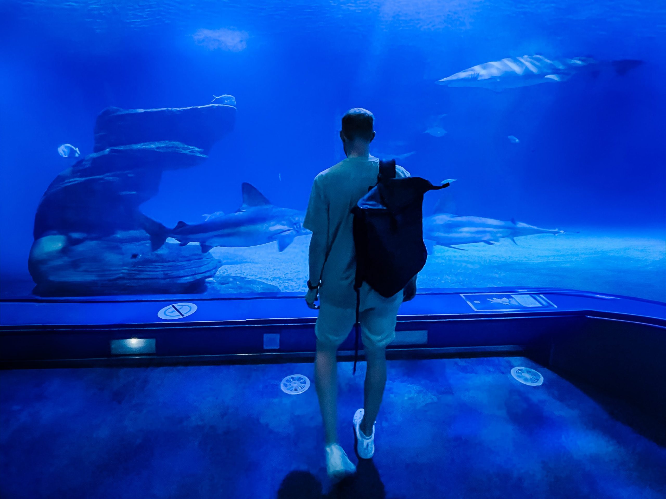 Oceanogràfic in Valencia