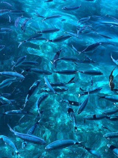 boottocht naar maddalena eilanden sardinie Piscine Naturali van Budelli