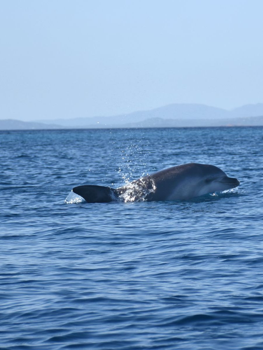 dolfijnen spotten op sardinie kayak tocht