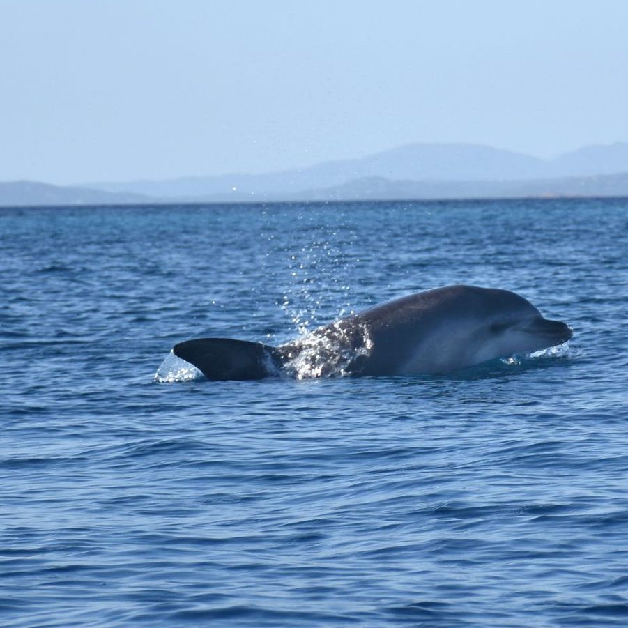 dolfijnen spotten op sardinie kayak tocht