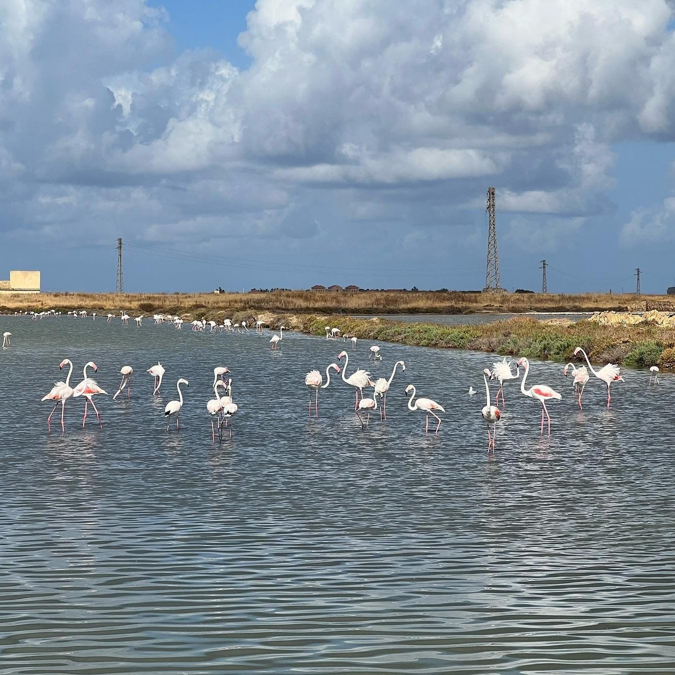 flamingo's zoutvlaktes van trapani