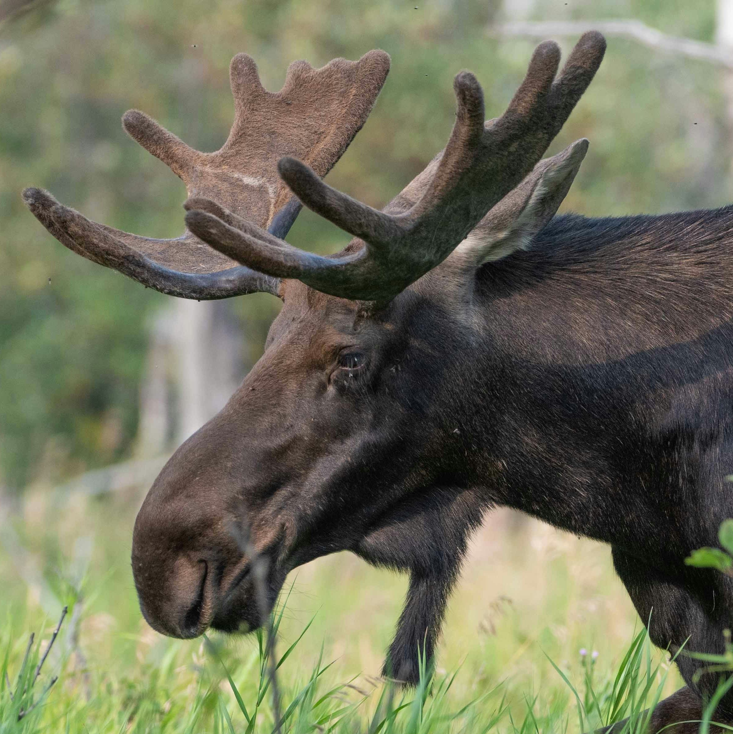 eland safari wat te doen in stockholm